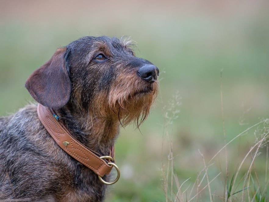 Hundehalsband CLASSIC Light – Ansicht 2