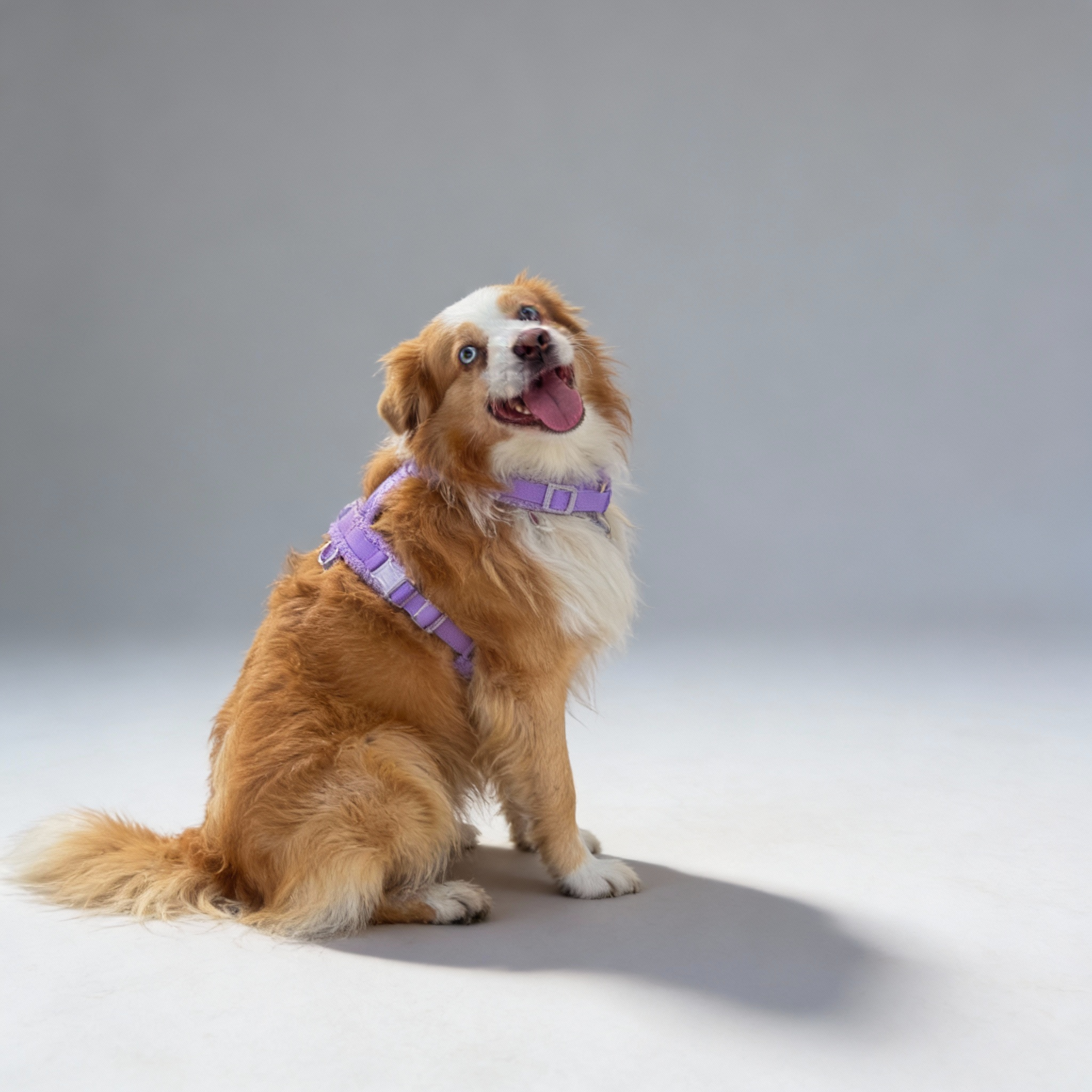 Hundegeschirr-Set Teddy Violett – Ansicht 2