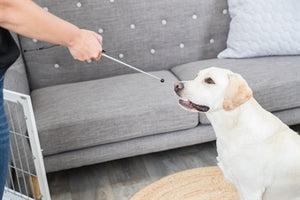 Trixie Hund Aktivität Zielstock Zeiger Sortiert