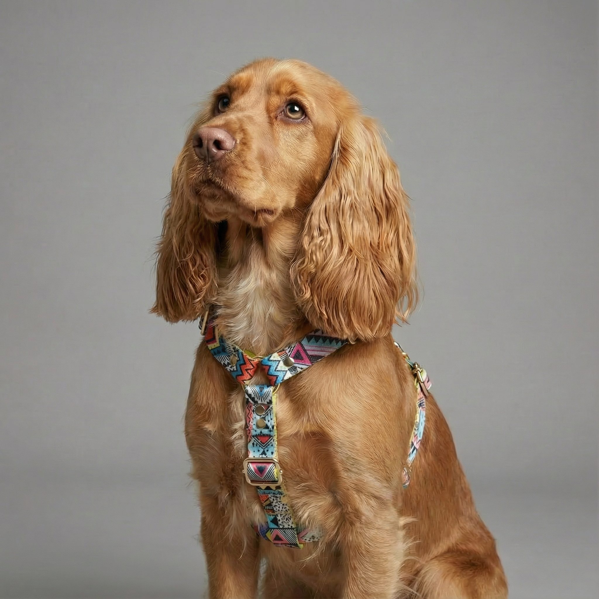 Hundegeschirr Ethnic Vibrance – Ansicht 2