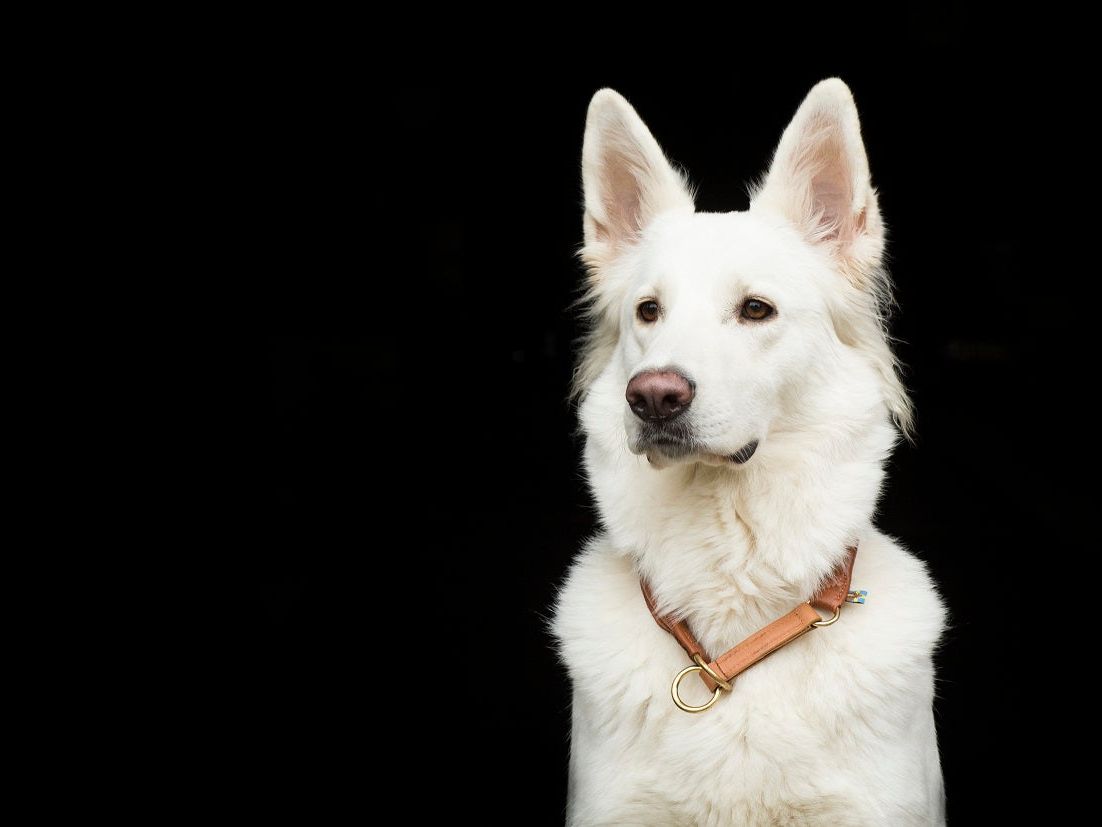 Hundehalsband CLASSIC Rundzug – Ansicht 2