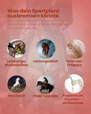 Krähenbusch® Mineralfutter Sport – Ansicht 3