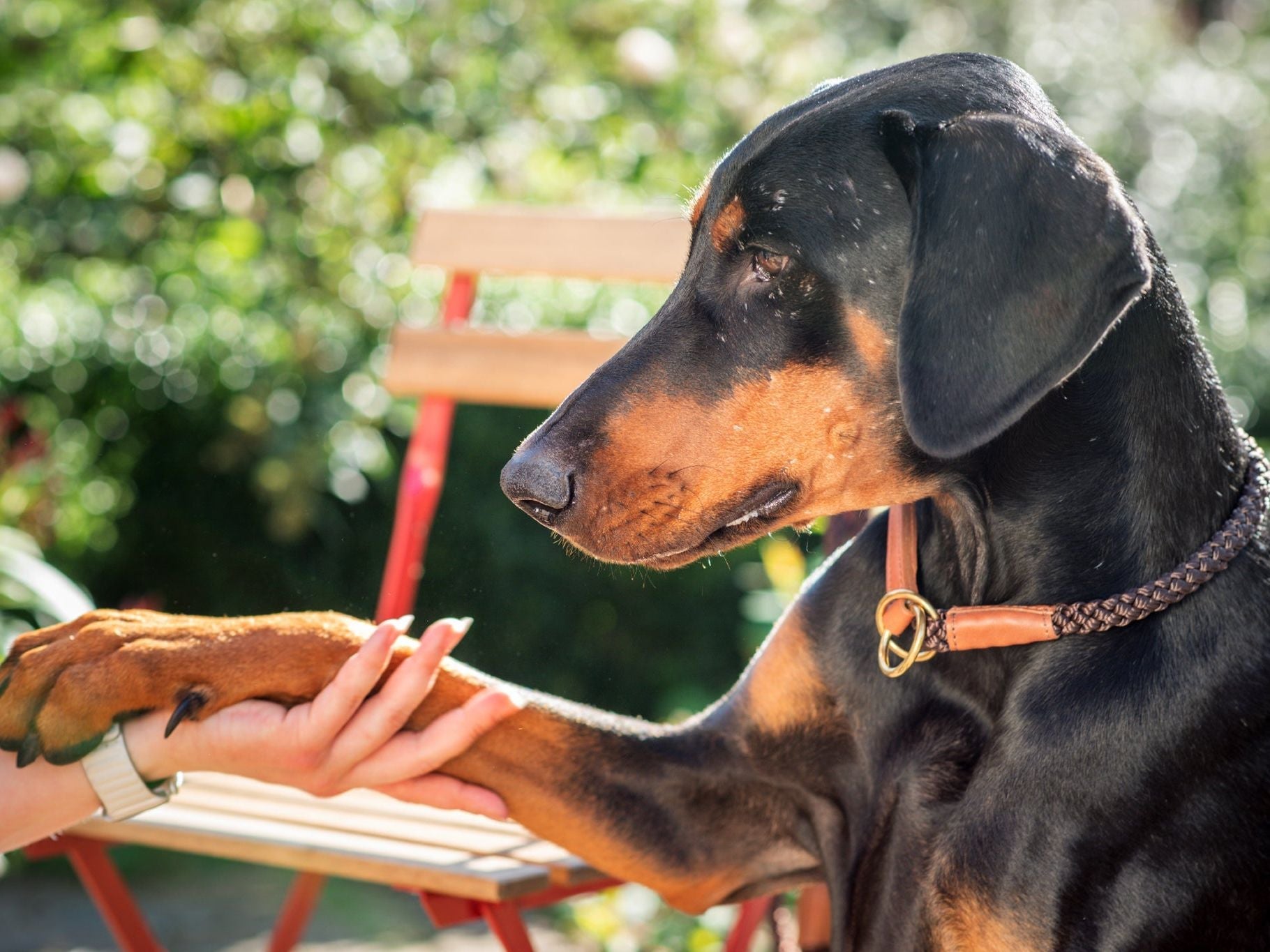 Hundehalsband OUTDOOR Rundzug – Ansicht 2