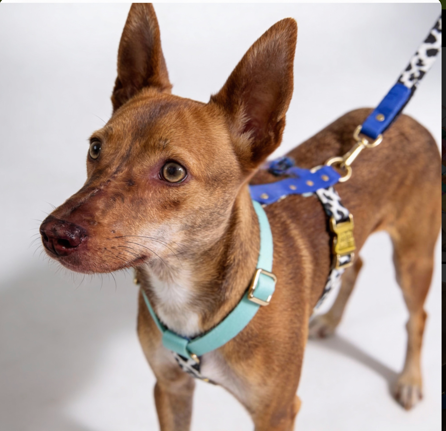 Hundegeschirr Blueberry – Ansicht 2