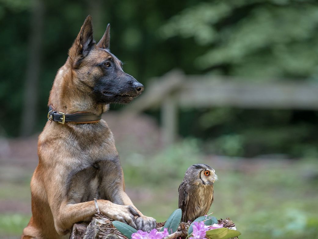 Hundehalsband CLASSIC Leder – Ansicht 2