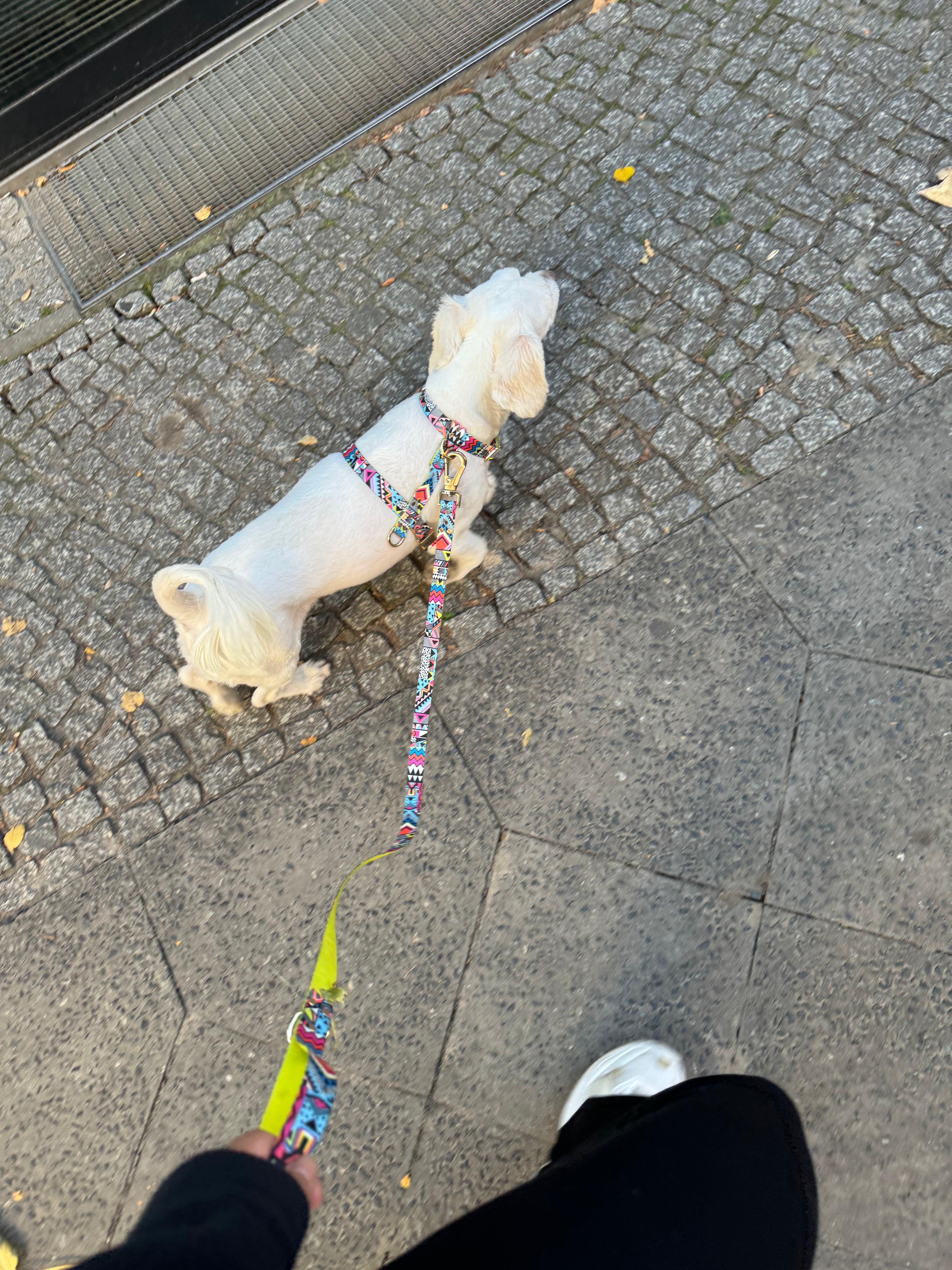 Hundegeschirr Ethnic-Vibrance – Ansicht 2