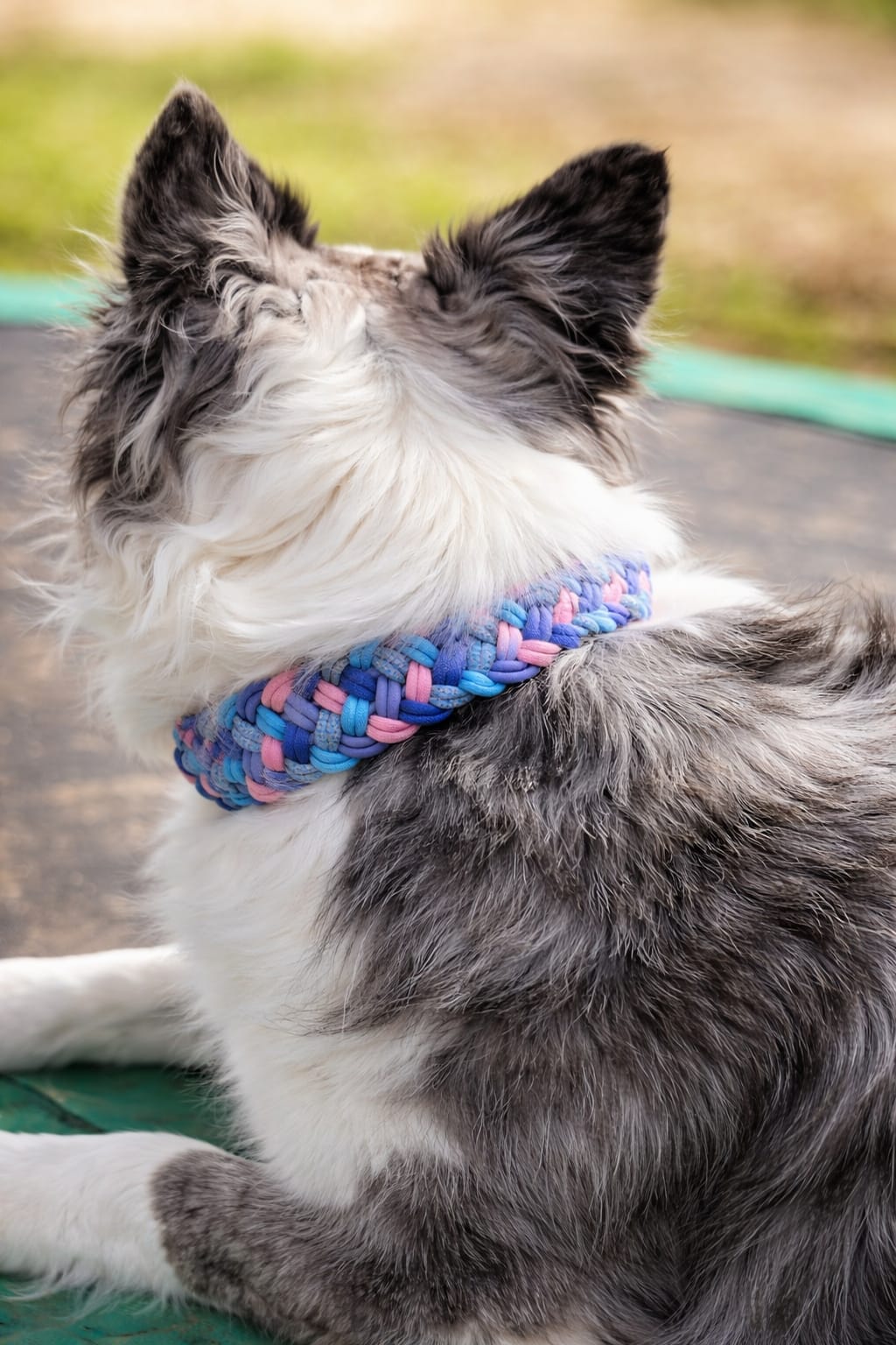 Handgemachtes Paracord-Hundehalsband Bubblegum – Ansicht 2