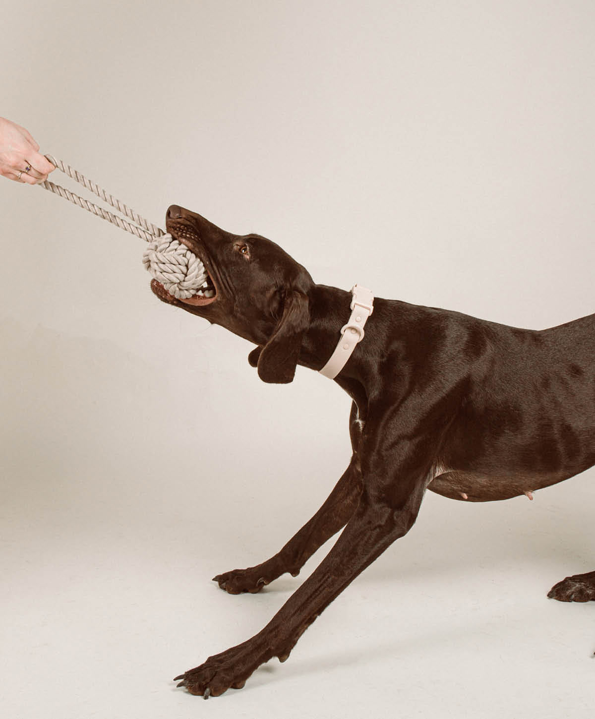 Twisted Rope Toy für Hunde – Ansicht 2