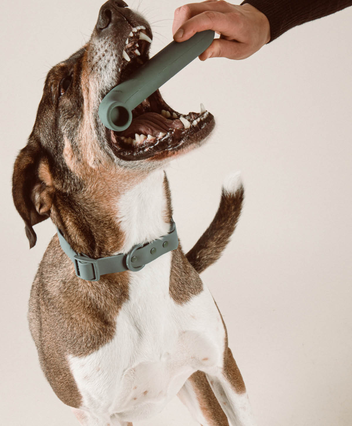 Walk & Play Set für Hunde – Ansicht 2