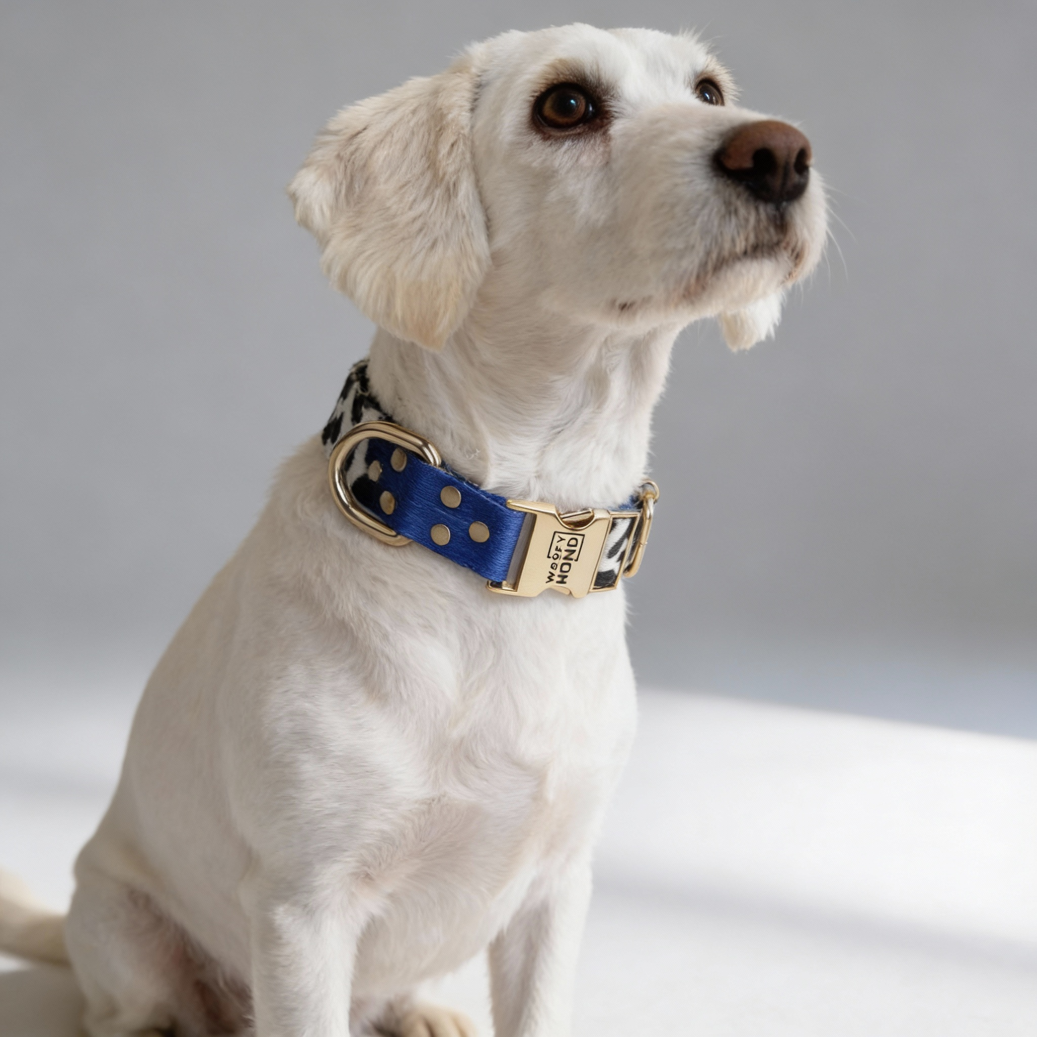 Halsband Blueberry für Hunde – Ansicht 2