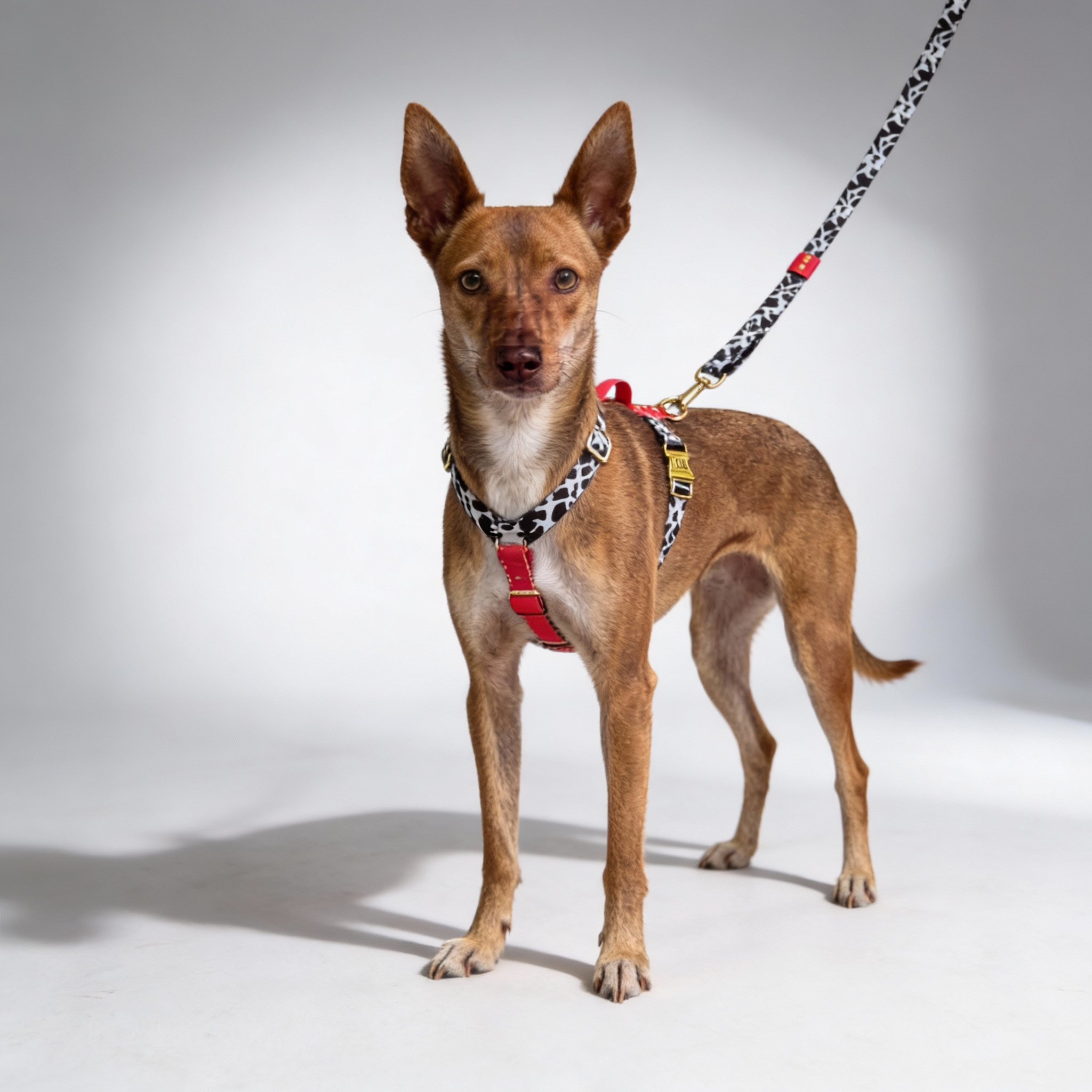 Hundegeschirr Rouge – Ansicht 2