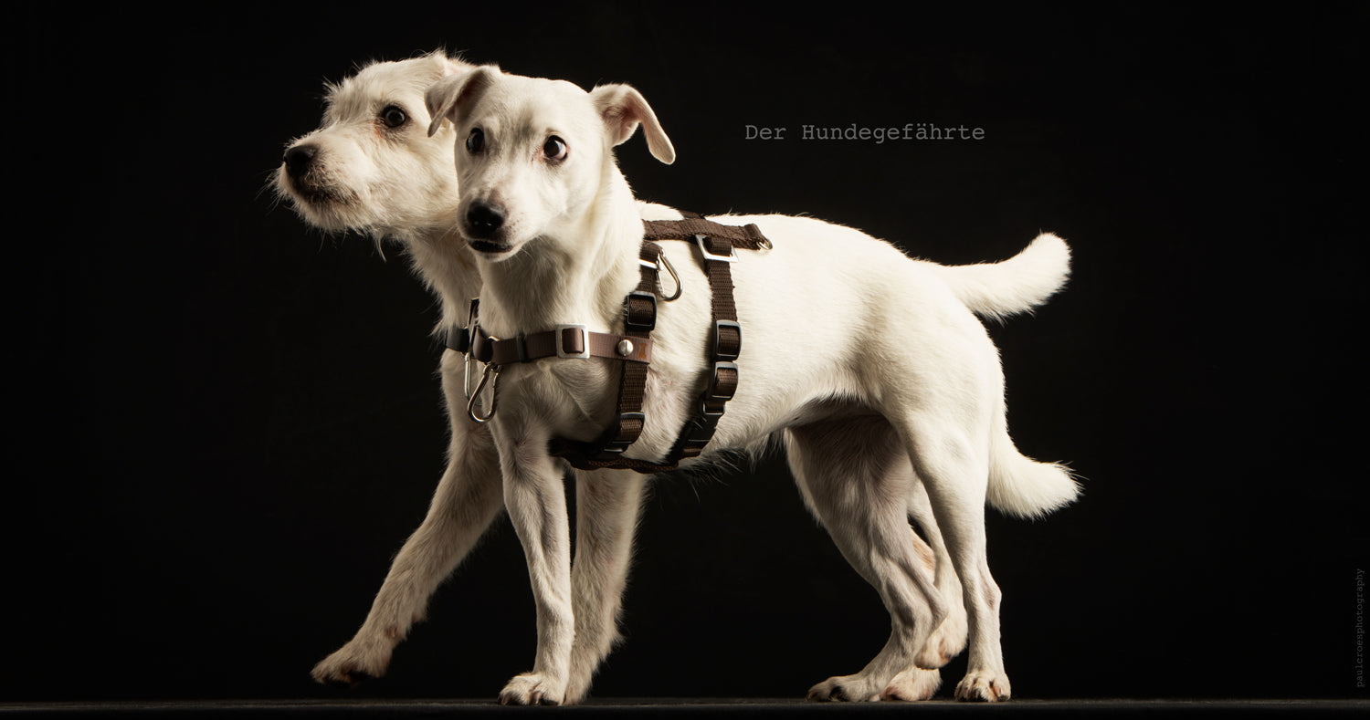 Vorderführgeschirr STURMFREI® Saver (16 mm) – höhenverstellbar aus BioThane® - Extra-Sicherung für Hunde – Ansicht 2