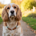 Hunde Bernsteinkette mit Aventurin und Bergkristall Länge 32cm