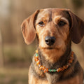 amberdog Hunde Bernsteinkette mit Jade Länge 30cm