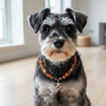 Hunde Bernsteinkette mit Jaspis Länge 33cm