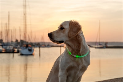 Trixie Leuchtkragen Usb Blitzlicht Wiederaufladbar Tpu Grün