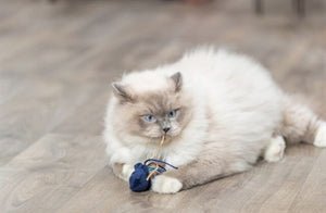 Trixie Meerestier Plüsch Mit Katzenminze Sortiert