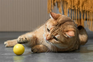 Eti Dynamischer Spielball Katze Sortiert