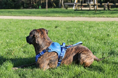 Zolux Easyride Hundegeschirr Blau