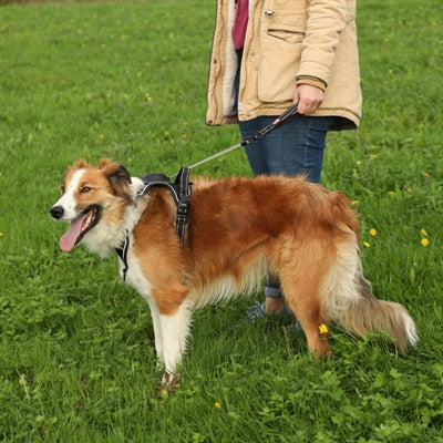 Zolux Easyride Hundegeschirr Schwarz