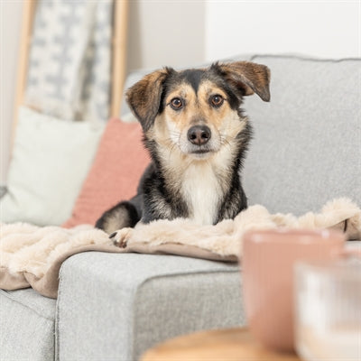 Trixie Hundedecke Elli Dunkelgrau