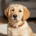 EM Keramik Pipes Flex Hunde Bernsteinkette