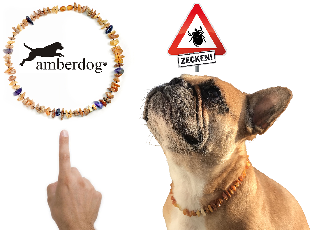 Hunde Bernsteinkette Amethyst – Ansicht 3
