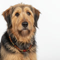 Hunde Bernsteinkette mit Citrin und Achat Länge 44cm