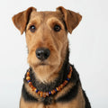 Hunde Bernsteinkette Lapislazuli