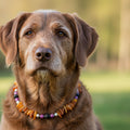 Hunde Bernsteinkette mit Lava und Sugilith Länge 45cm