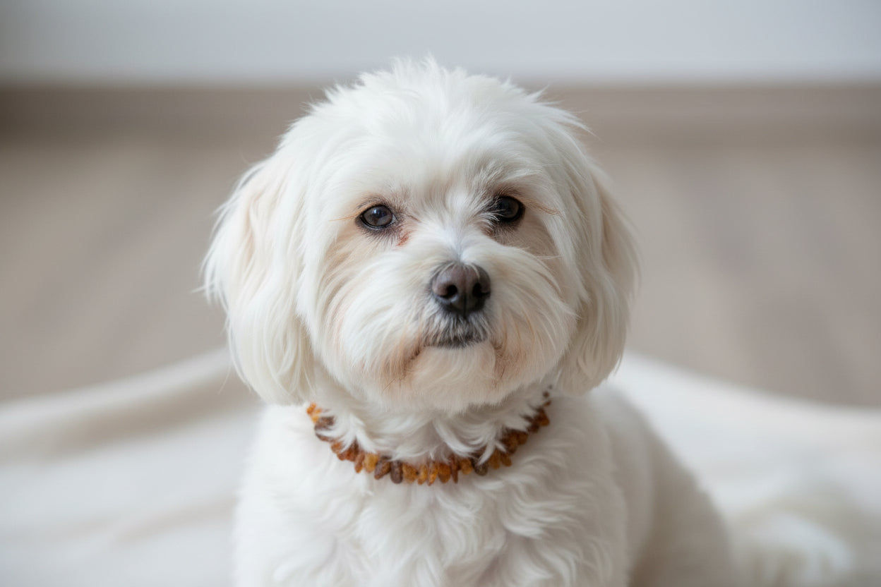 Hunde Bernsteinkette SuperFlex – Ansicht 3