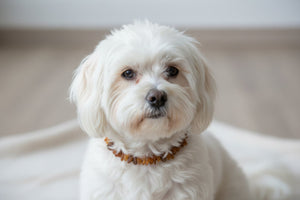 Hunde Bernsteinkette SuperFlex – Ansicht 3