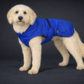 Hunderegenjacke mit Rückenöffnung "Royal Blue"