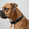 Hunde Lederhalsband mit integrierter Bernsteinkette
