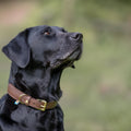 Hundehalsband CLASSIC Leder